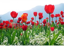 Bản tin đầu tư tài chính và thuế kỳ 28/02/2018