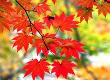 Bản tin đầu tư tài chính và thuế kỳ 31/03/2018