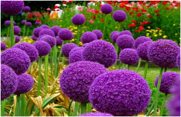 Bản tin đầu tư tài chính và thuế kỳ 15-11-2016