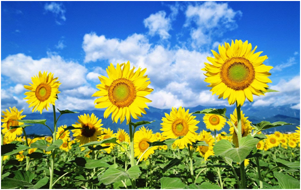 BẢN TIN ĐẦU TƯ TÀI CHÍNH VÀ THUẾ  PHÁT HÀNH 30/6/2016