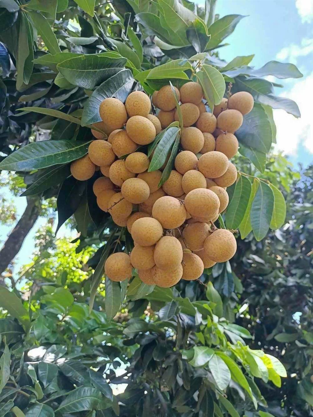 Bản tin đầu tư tài chính và thuế kỳ 31 tháng 07 năm 2023